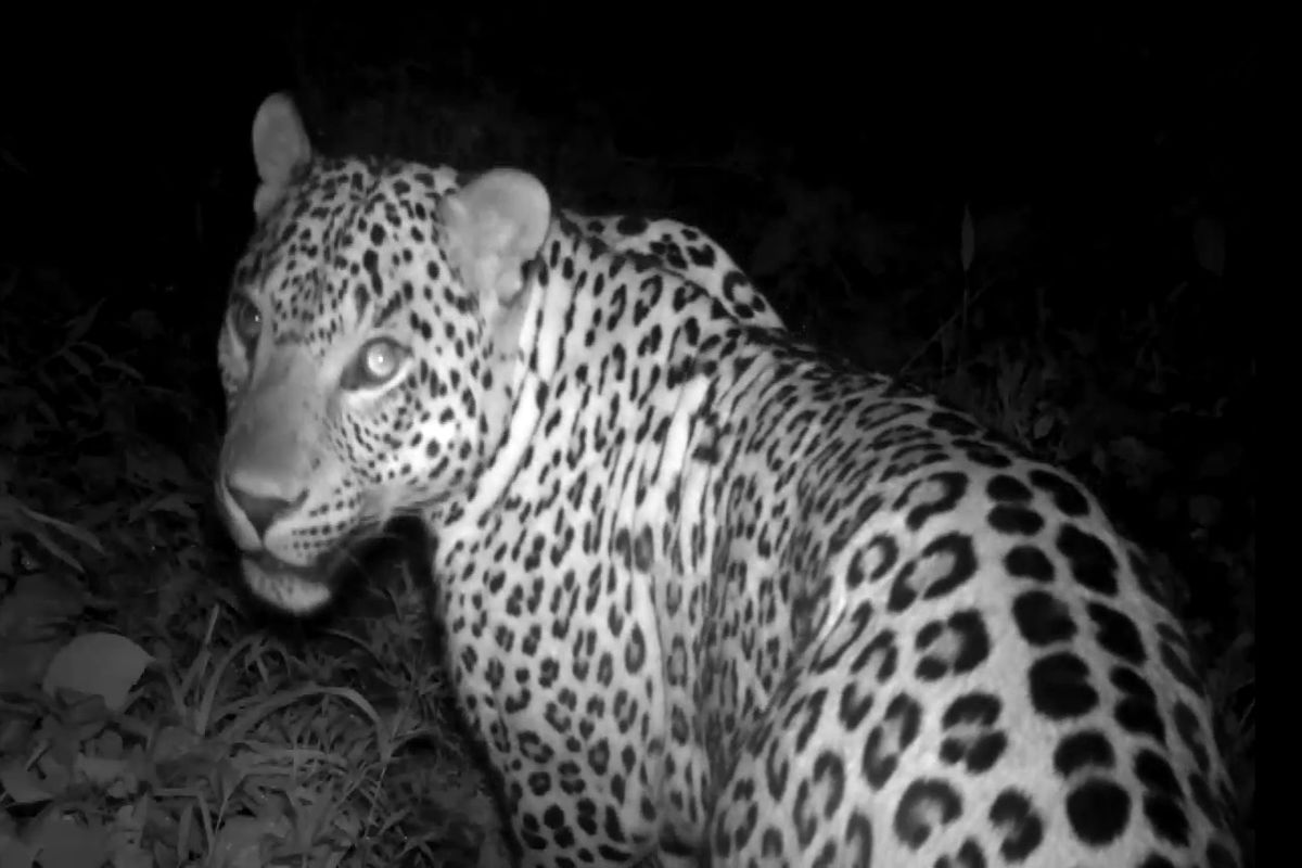 ثبت پلنگ در امش