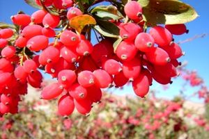 کشت 50 اصله نهال زرشک در شهرستان مبارکه