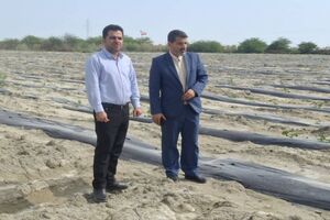 دادستان جاسک علیه ۱۹ متصرف غیرقانونی اراضی ملی اعلام جرم کرد