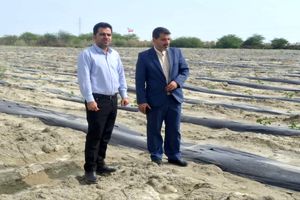 دادستان جاسک علیه ۱۹ متصرف غیرقانونی اراضی ملی اعلام جرم کرد