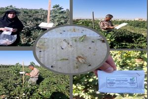 ادامه پایش آفات پنبه در شهر نوش آباد و سفید شهر آران و بیدگل