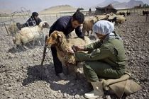 انجام ۵۰۵ هزار نوبت واکسیناسیون دام در ساوه