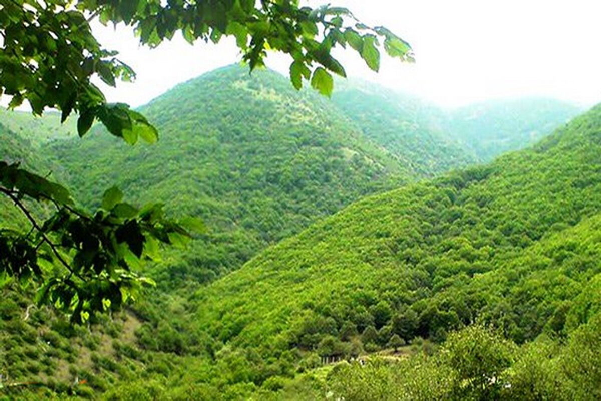جنگل هیرکانی مازندران