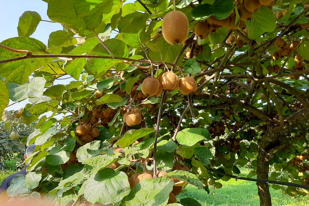 برداشت کیوی