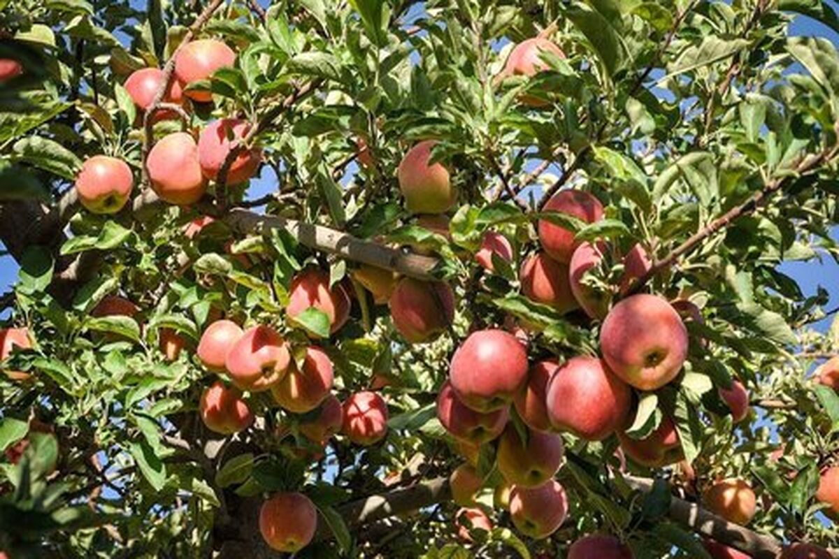 برداشت سیب-اصفهان-0