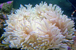 ناشنوایی با شقایق دریایی درمان می شود