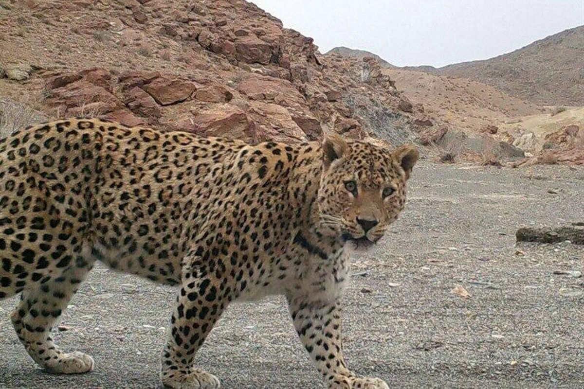پلنگ ایرانی2