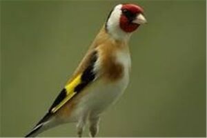 کشف 43 پرنده وحشی قاچاق در اصفهان 