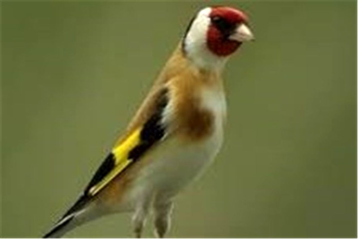 اصفهان- پرنده وحشی نادر