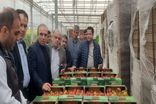توسعه کشت گلخانه ای برای تحقق اهداف اقتصاد مقاومتی در برنامه دولت محلی