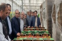 توسعه کشت گلخانه ای برای تحقق اهداف اقتصاد مقاومتی در برنامه دولت محلی