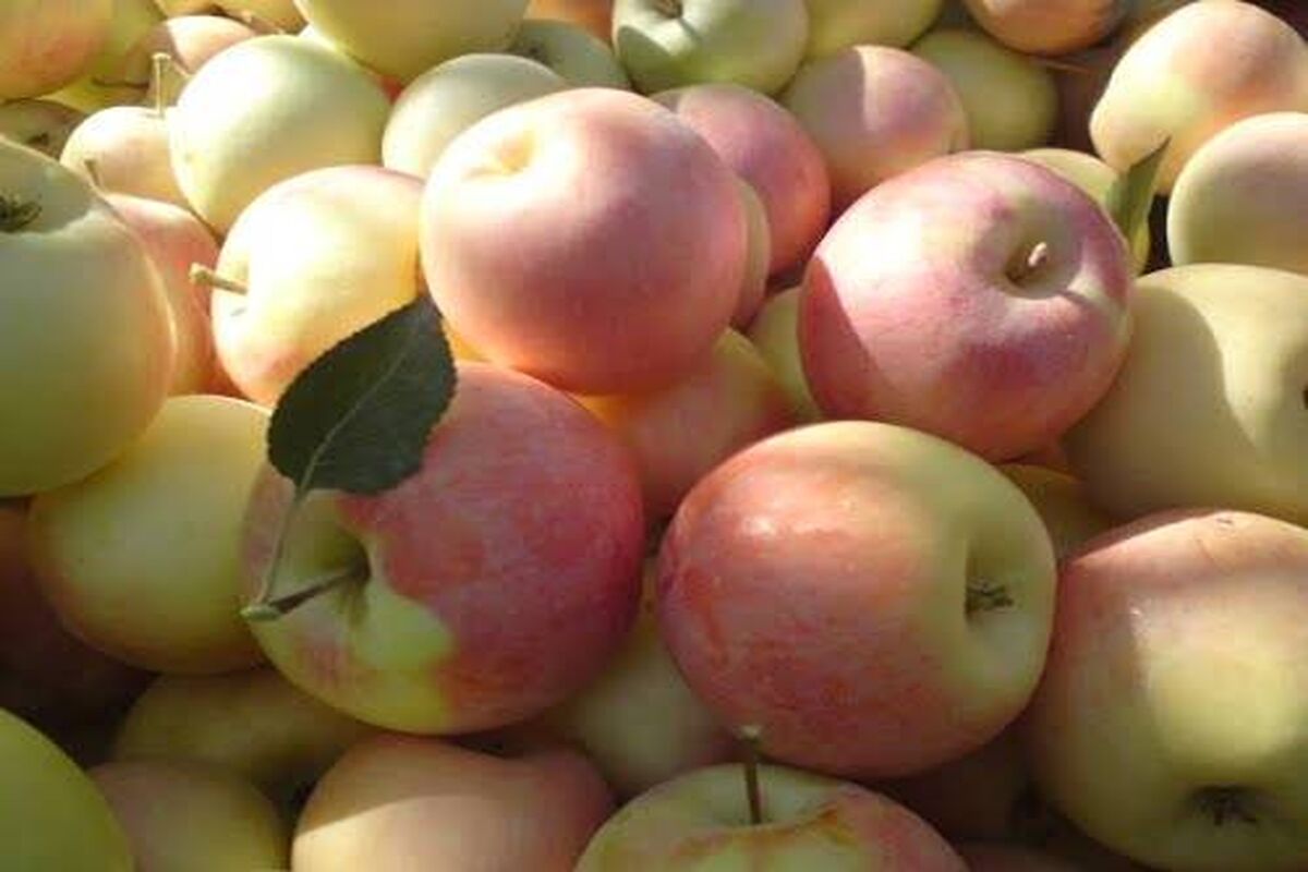 سیب باغات طرقبه و شاندیز