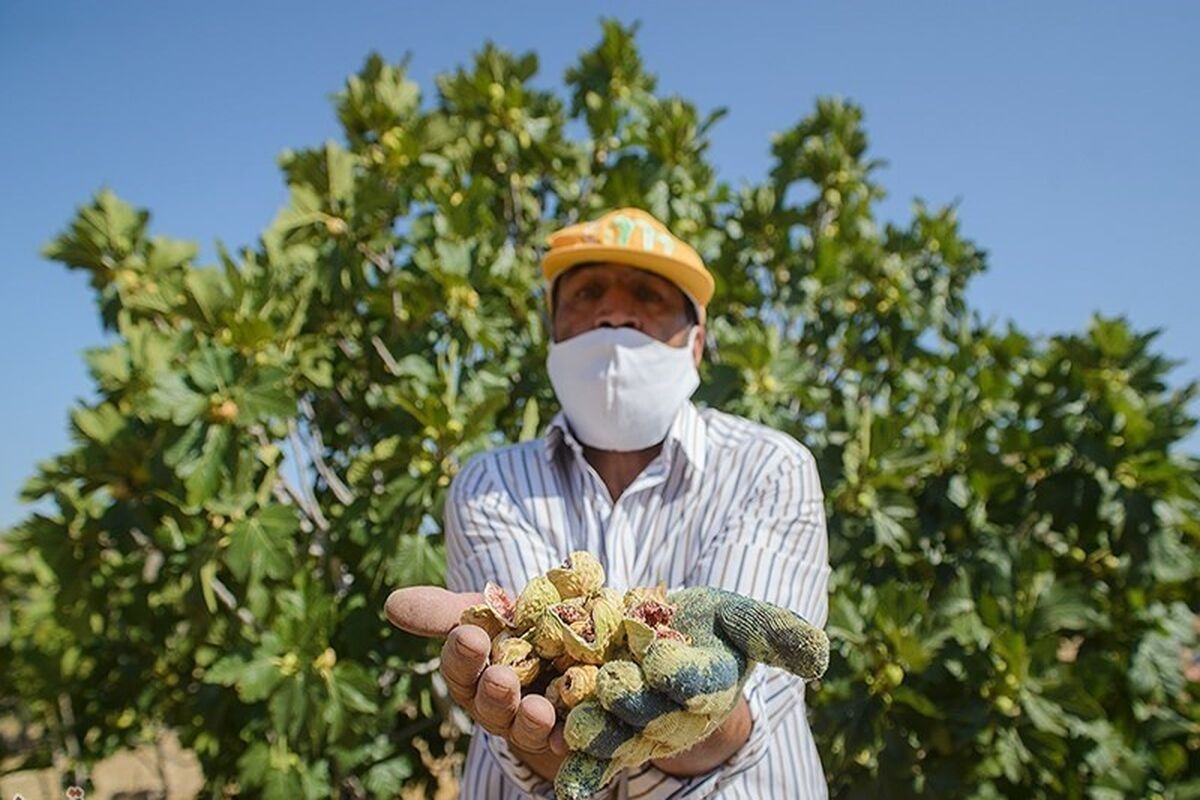 انجیر