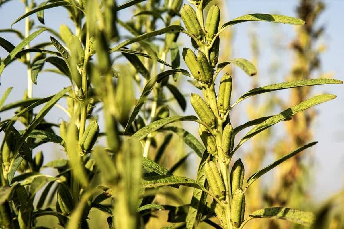 برداشت کنجد 