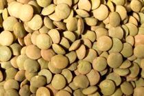 توقیف محموله میلیاردی عدس خارجی قاچاق در شهرضا