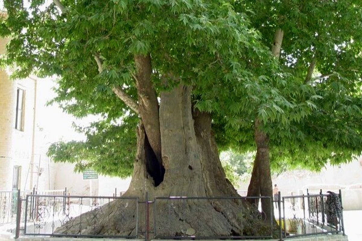 درخت کهنسال