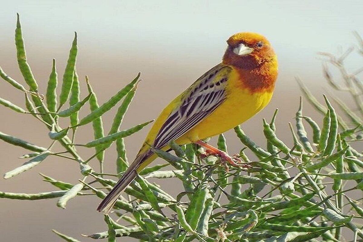 پرنده نادر زردپره سرسرخ