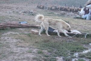 سگ گله مرگ پسر بچه ۹ ساله را رقم زد