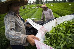 بررسی مشکلات چایکاران در «ایران امروز» رادیو ایران