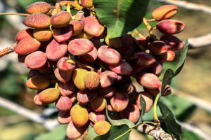 باغات پسته ایران در رتبه یک جهانی قرار دارند