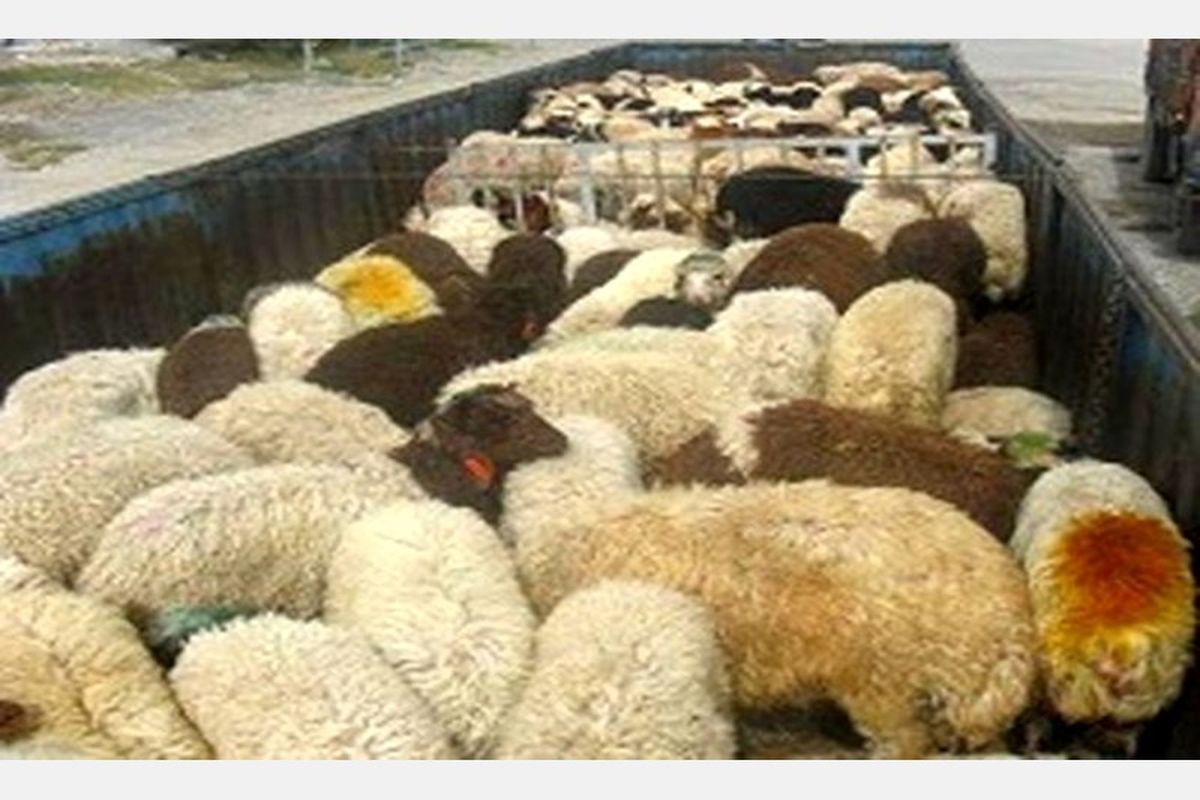 اصفهان- سرقت احشام