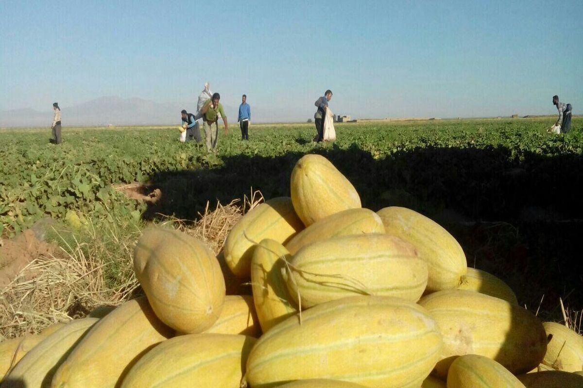 برداشت محصول خربزه در تربت جام
