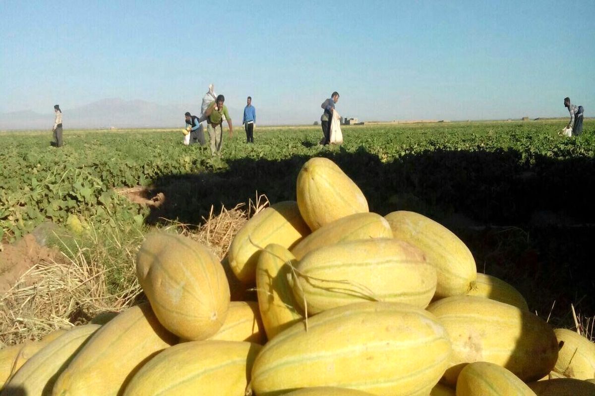 برداشت محصول خربزه در تربت جام