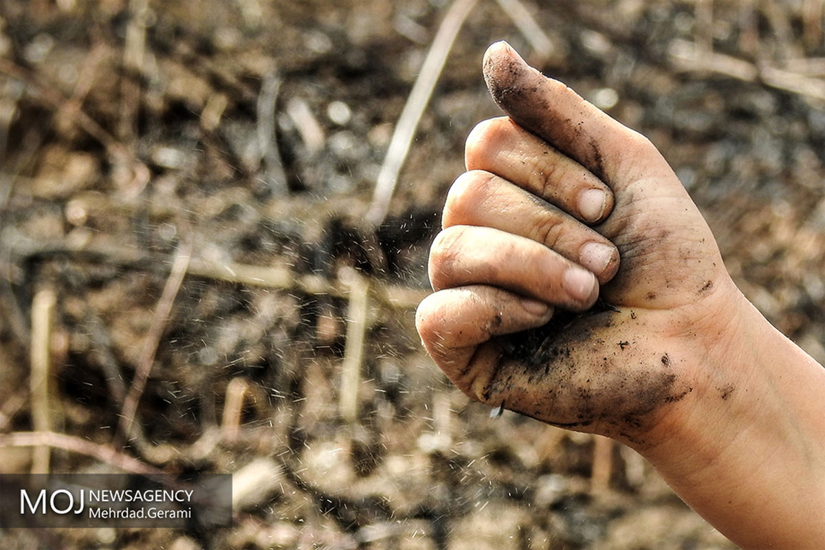 آتش سوزی باغات میناب