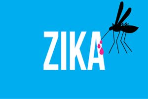 یک میلیون و ۶۰۰ هزار زن باردار مبتلا به ویروس زیکا هستند