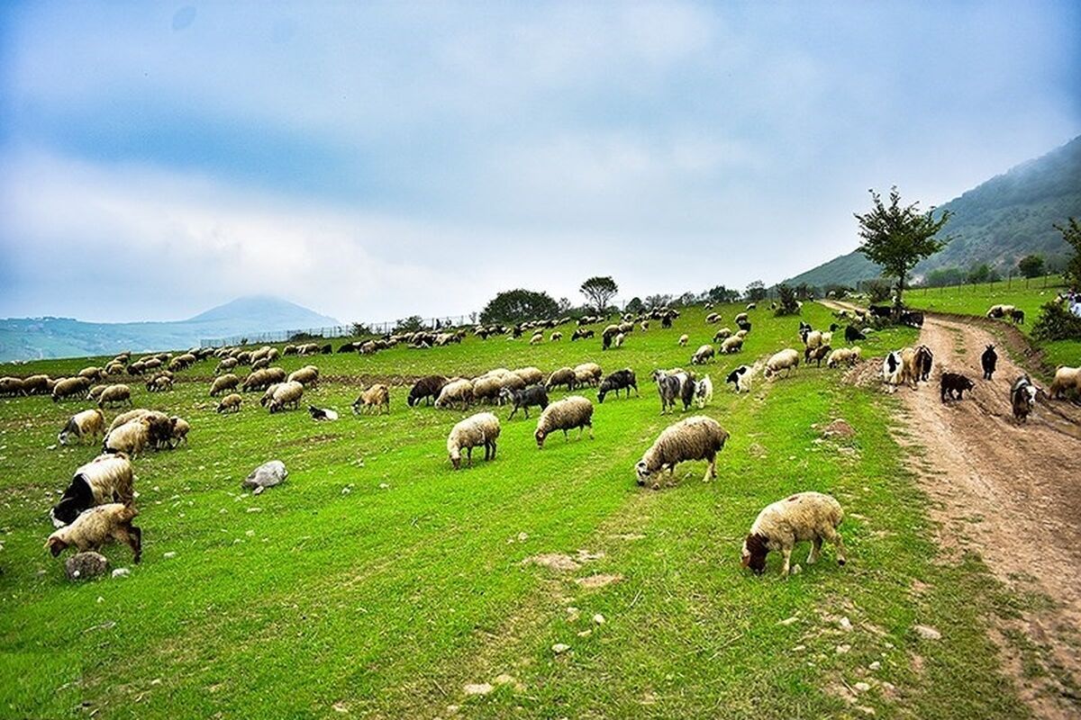 مراتع