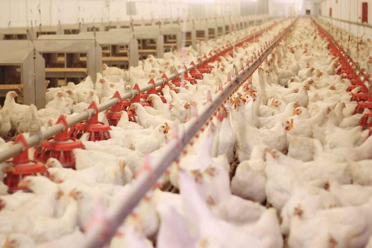 مرغداری‌ها