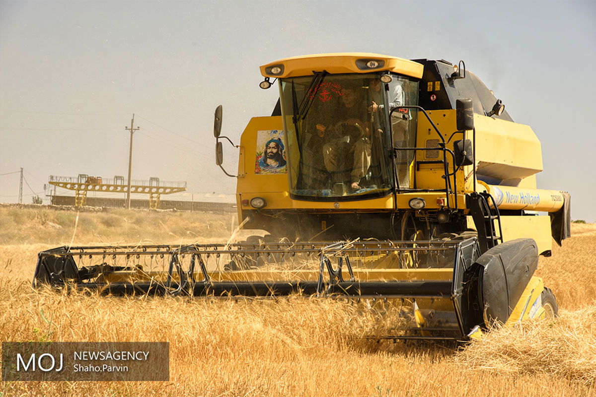 برداشت گندم از اطراف شهر سنندج 