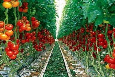 تولید محصولات گلخانه‌ای ایران به ۴ میلیون تن رسید