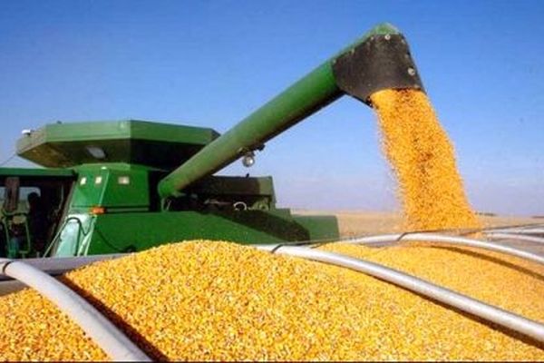  فصل برداشت ذرت در ماه آینده آغاز می‌شود