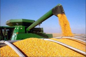 آغاز فرآیند تجمیع بذر ذرت رقم ۷۰۴ تولیدی سال ۱۴۰۳ در دشت مغان