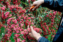 پیش بینی برداشت ۵ تن زرشک تازه از ارضی شهرستان جوین