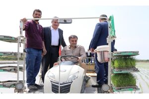 کشت برنج در 43 هزار هکتار شالیزار مازندران