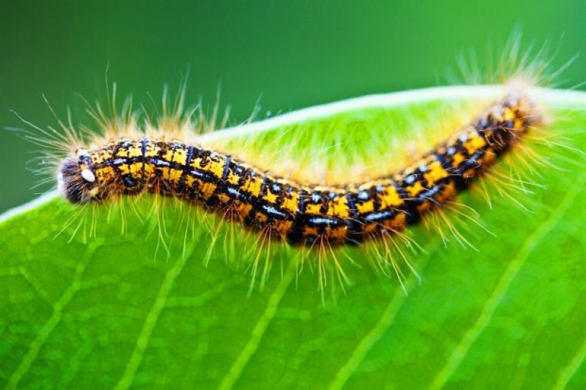 گربه نوروزی