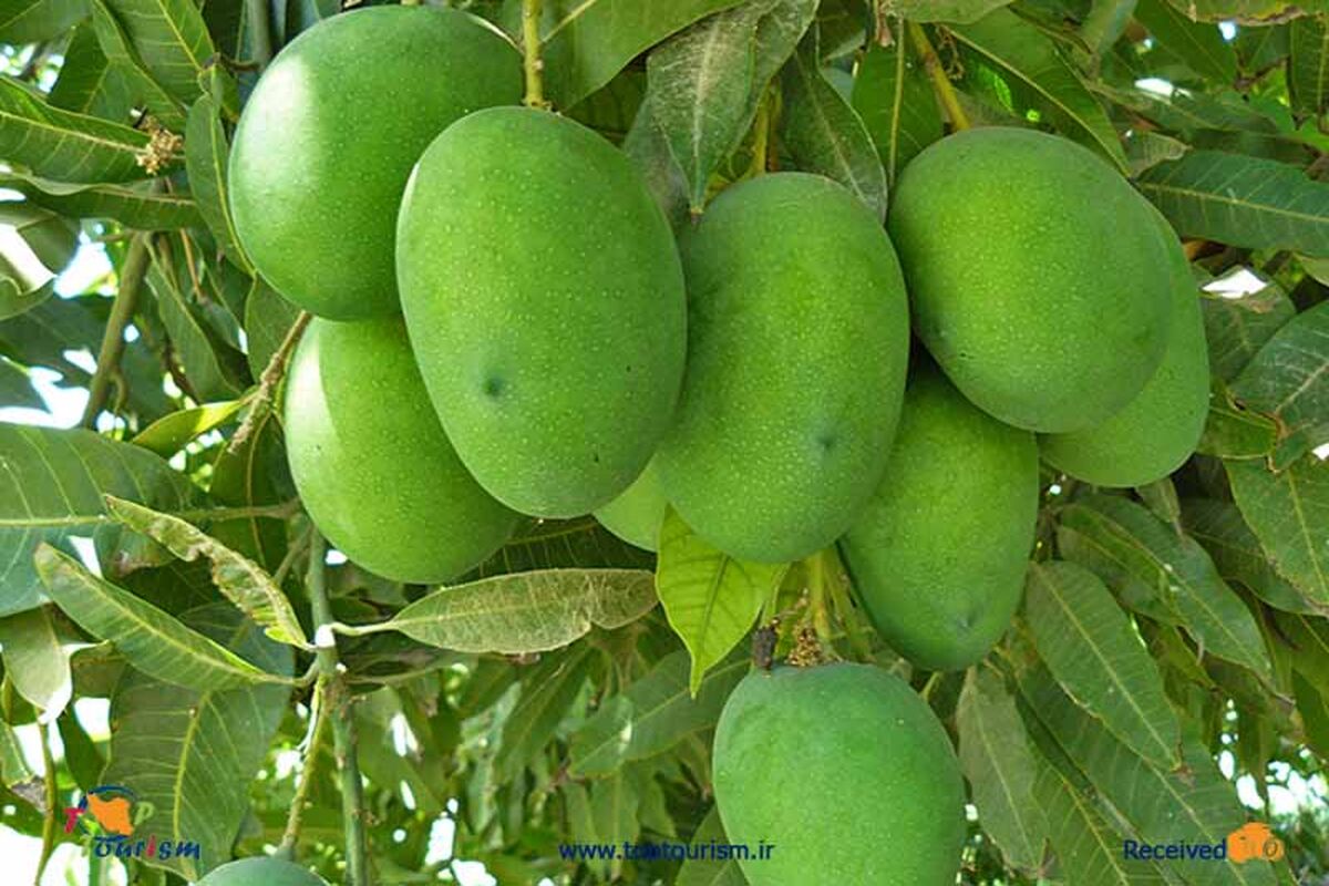 انبه