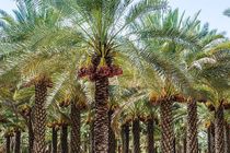 بزرگترین نخلستان «مَجول» کشور در بشاگرد احداث می‌شود