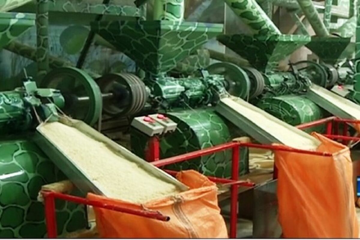  شالیکوبی شهرستان درگز 