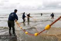 افزایش 46 درصدی رشد ارزش اقتصادی  صید ماهی