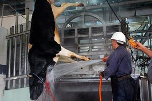 افتتاح بزرگترین کشتارگاه صنعتی طیور شرق کشور در خراسان رضوی