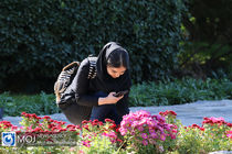 بیش از ۲۰۵ هزار گل پاییزی در مشهد کاشته شد