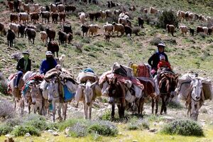 آغاز کوچ بهاره عشایر خراسان رضوی به مراتع سردسیر