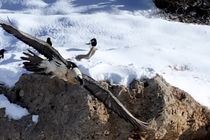 مشاهده همای سعادت در منطقه حفاظت‌شده قیصری