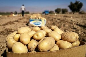روند نزولی قیمت سیب‌زمینی و پیاز ادامه دارد