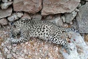 کشتار بی‌رحمانه 2 قلاده پلنگ در جنگل‌های بهشهر