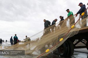  ۵۷ مجوز صیادی برای ۳ جزیره صادر شد