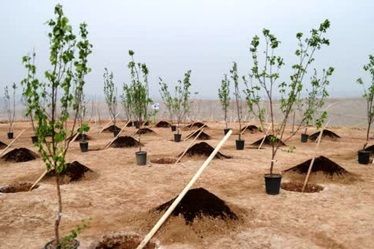کاشت بیش از ۲۵ هزار اصله نهال در بوستان جنگلی چیتگر + فیلم